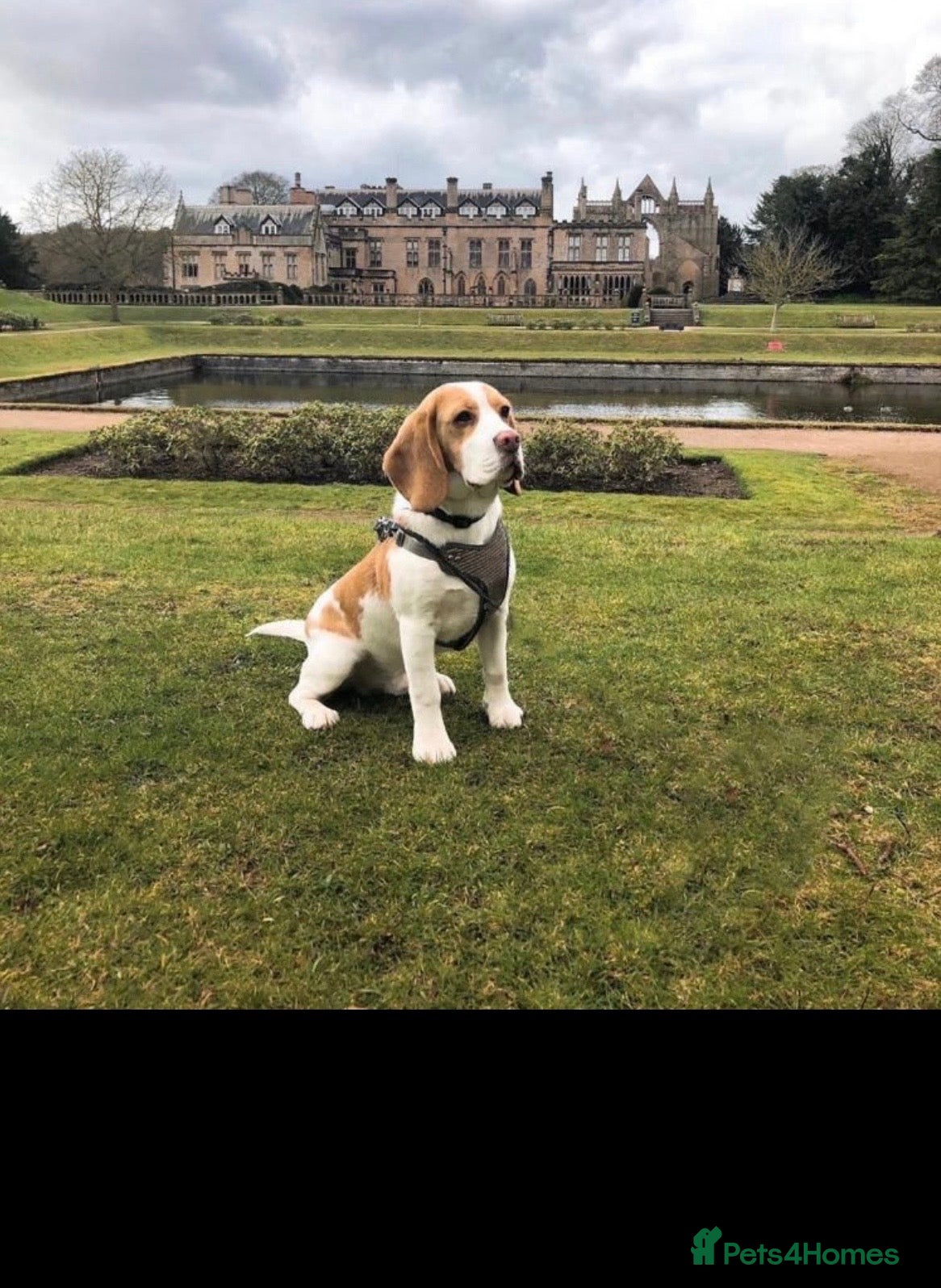 Beagle dogs Kc reg Charterwood /Davicard  Show winning    - Advert 6