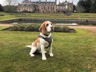 Beagle dogs Kc reg Charterwood /Davicard Show winning - Advert 17
