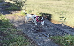 Mixed Breed dogs for sale: Female dog  - Image 8