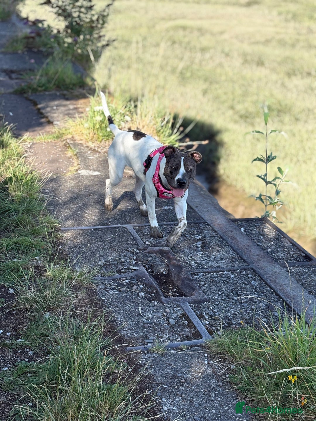 Mixed Breed dogs for sale: Female dog  - Image 8