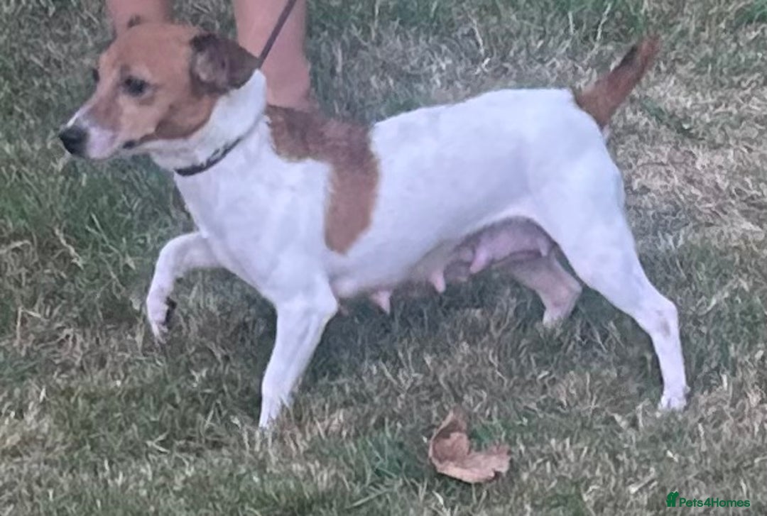 Jack Russell dogs for sale: jack Russel puppies  - Image 11