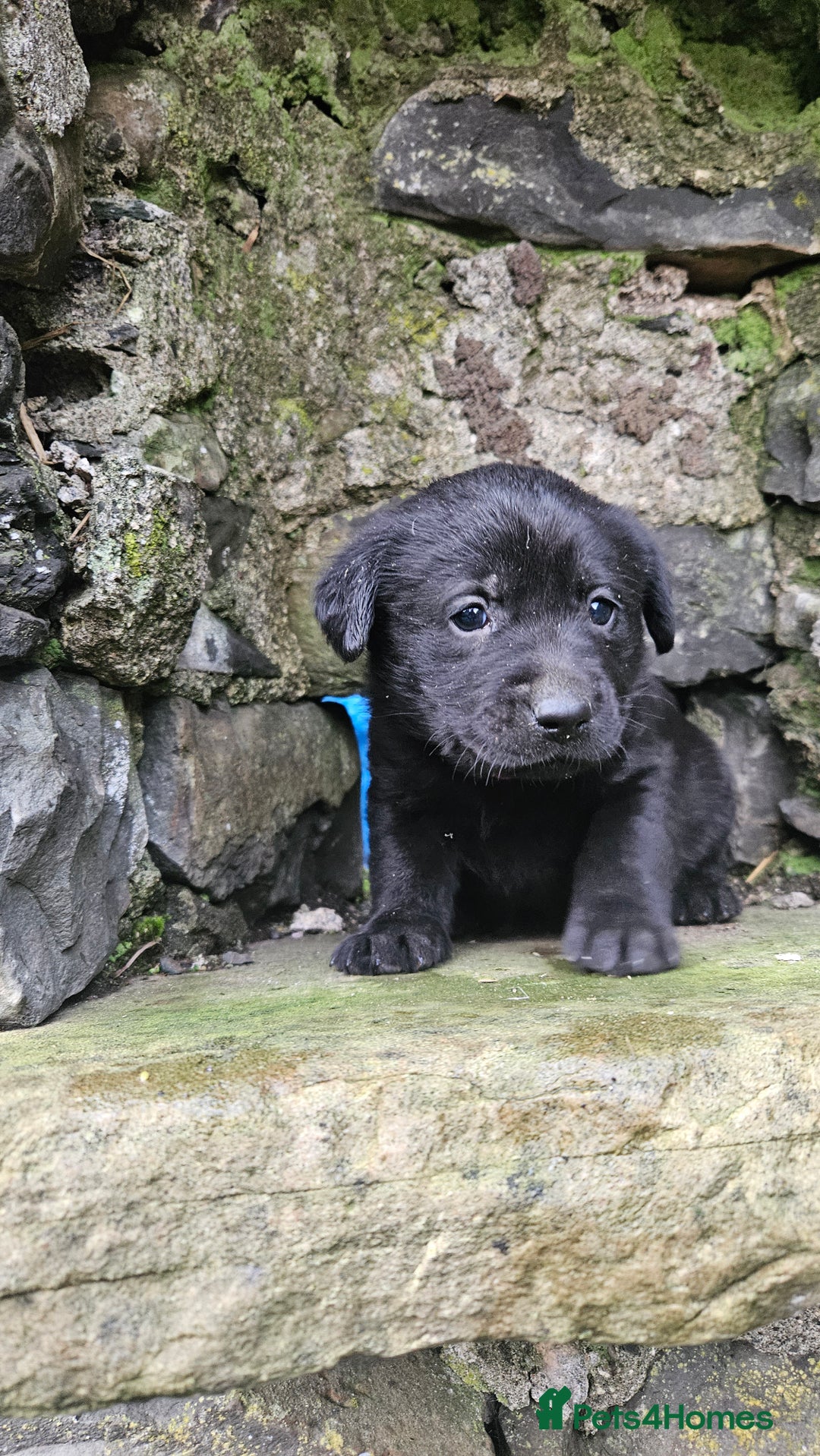 Labrador Retriever dogs for sale: Beautiful litter of KC registered Labrador Puppies - Advert 8
