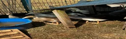 Ducks poultry for sale: ***Indian Runner Cross Ducklings*** only 2 left! - Advert 4