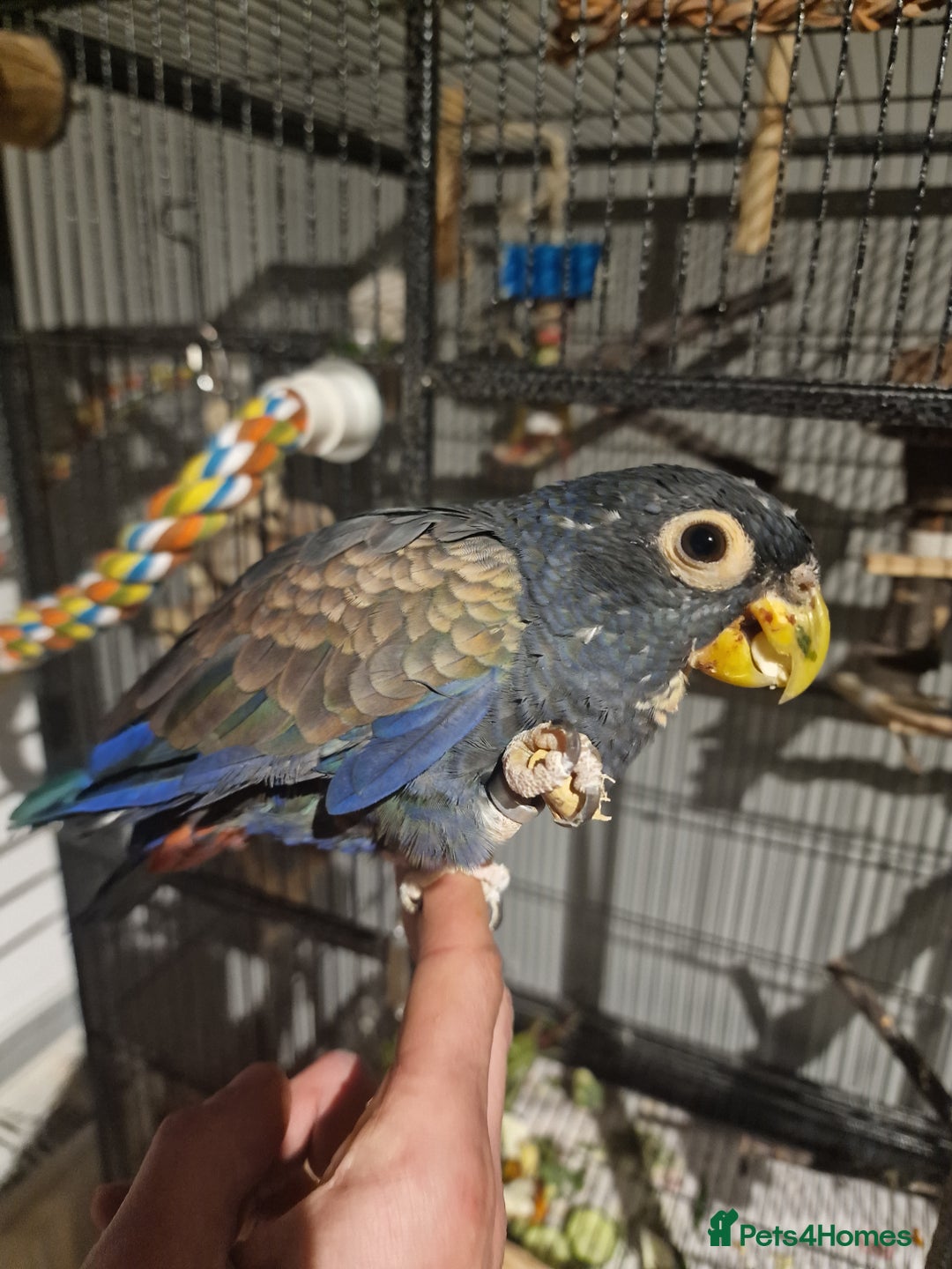 Parrots birds for sale: Bronze wing Pionus female 3 years old - Image 3