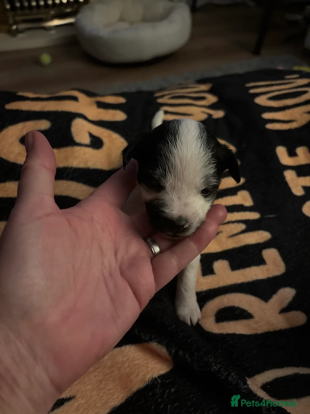 Mixed Breed dogs for sale: Maltijack - Advert 9