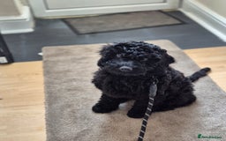 Cockapoo dogs for sale: URGENTlY NEED REHOMING Beautiful Cockapoo puppy - Image 1