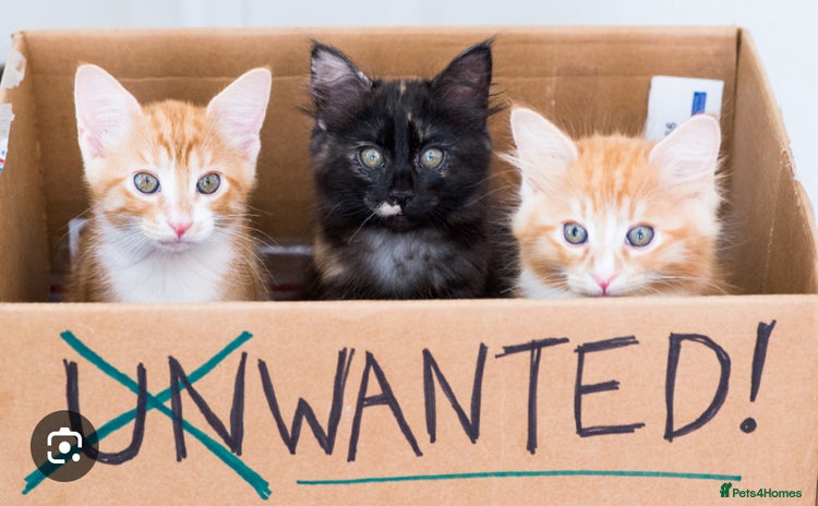 Domestic Shorthair cats - Advert 1