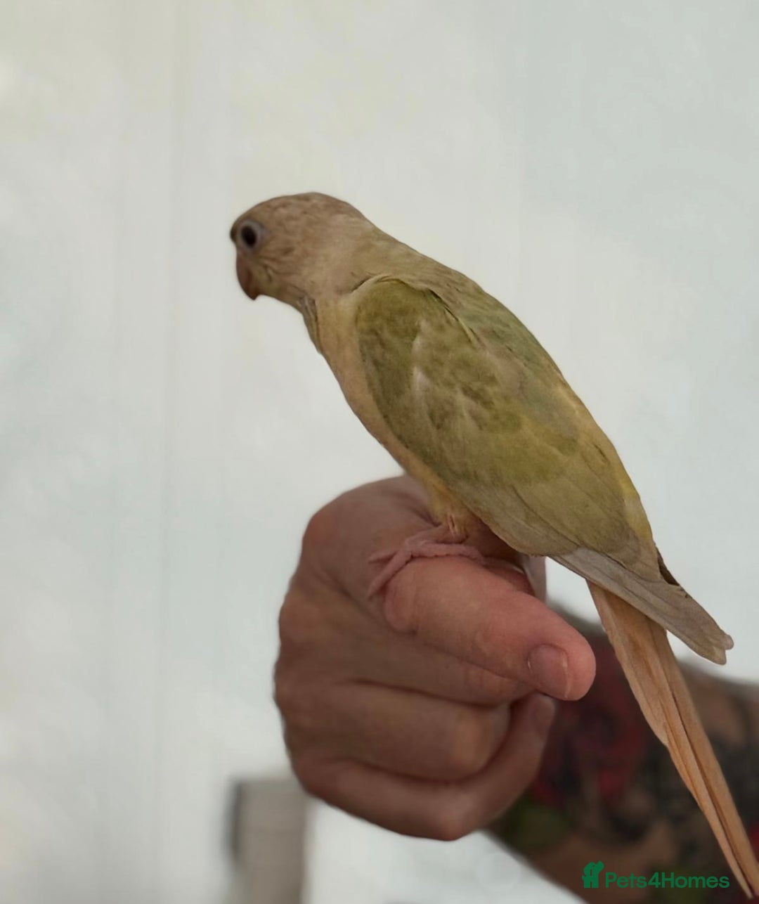 Conures birds for sale: Hand reared baby conure  in Pentre - Image 5