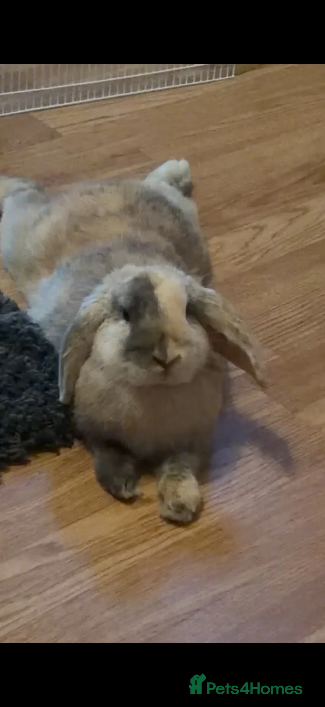 Mini Lop rabbits for sale: Holland lop  - Advert 3
