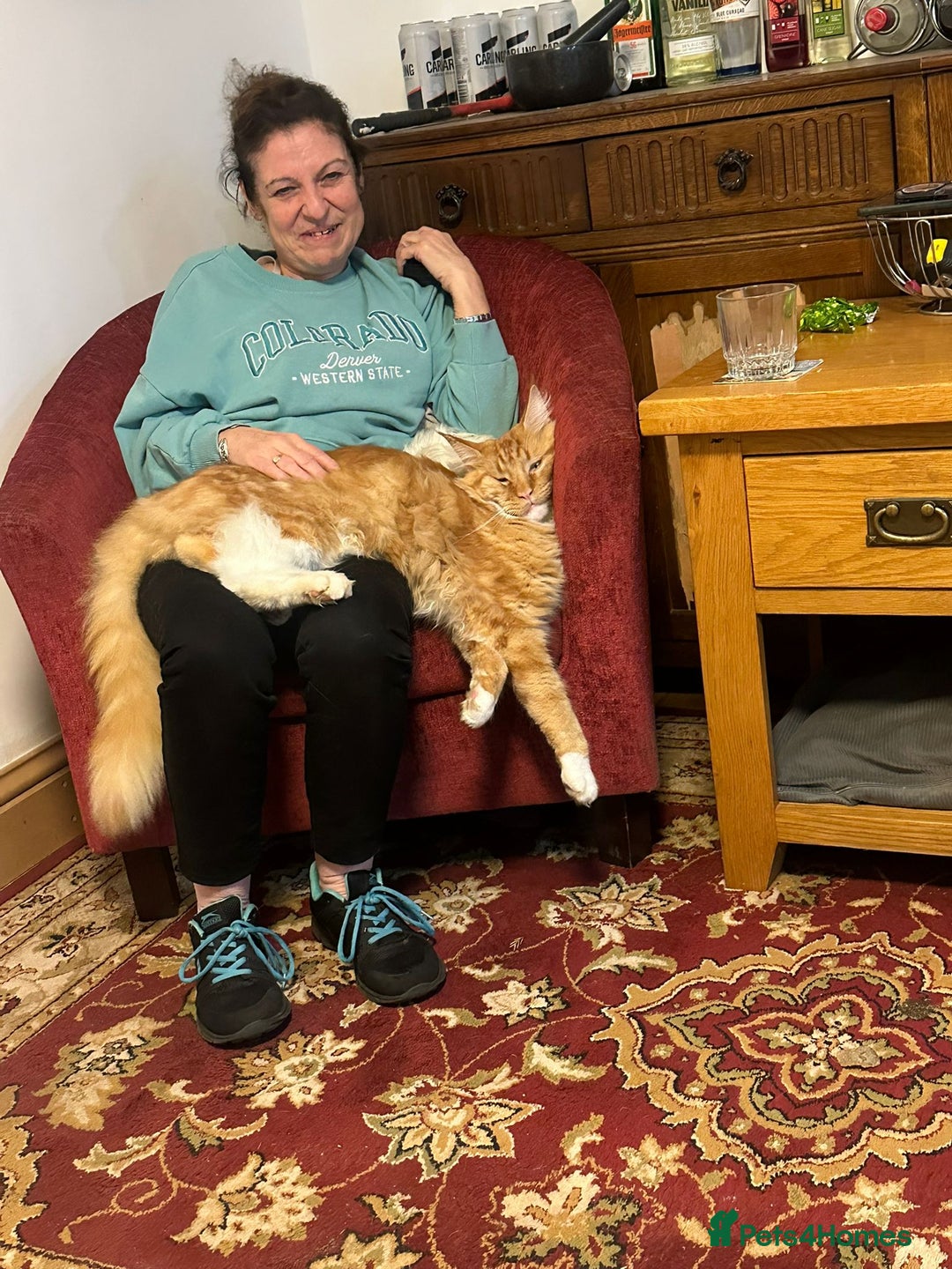 Maine Coon cats for sale: 16 month neutered male - Advert 3