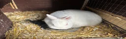 Netherland Dwarf rabbits for sale: 4 Netherland Dwarfs & 2 Double Cages  - Advert 3