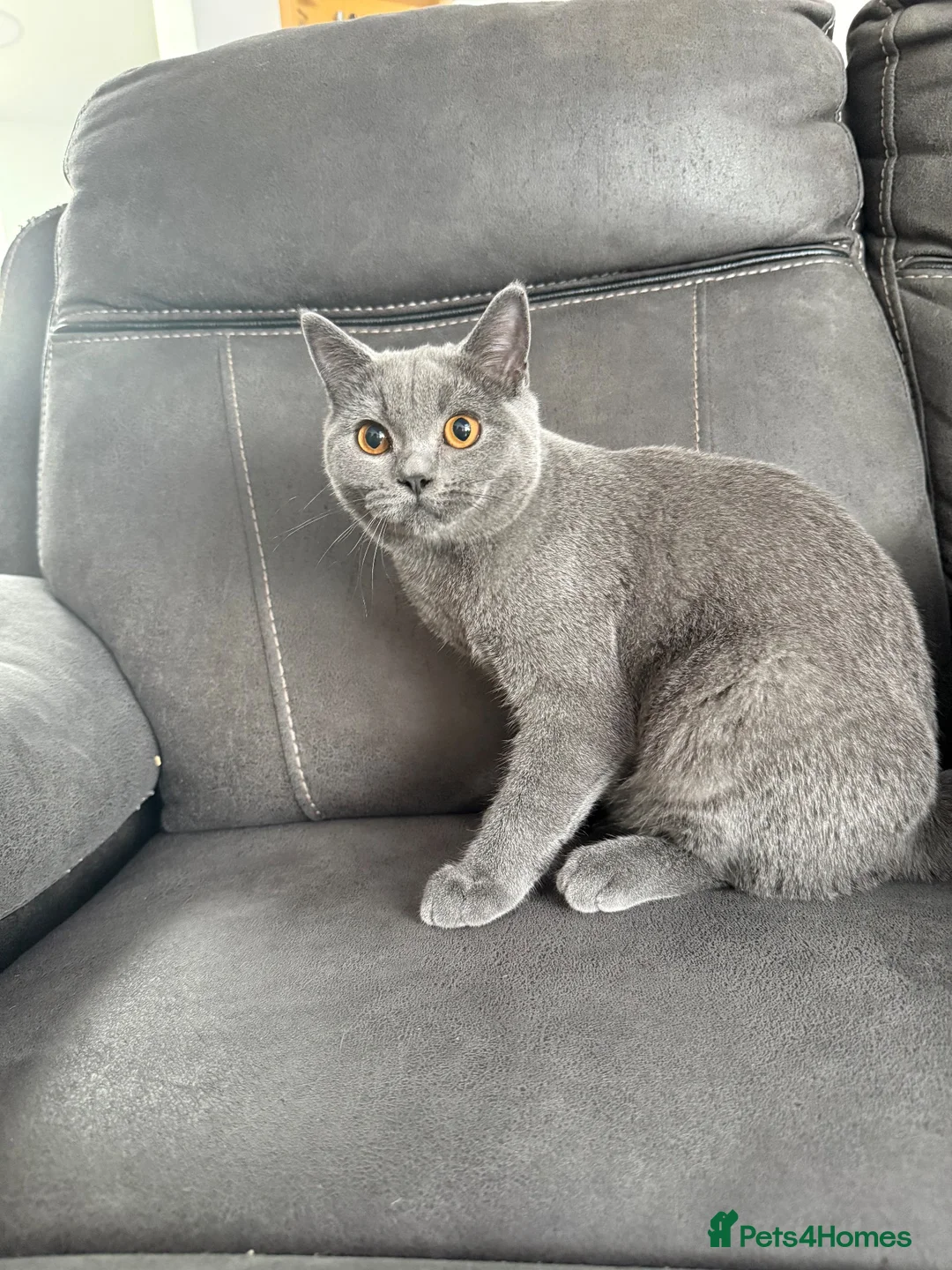British Shorthair cats for sale: British shorthair kittens “READY NOW” - Advert 2