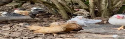 Chickens poultry for sale: Serama pairs & trios - Advert 5