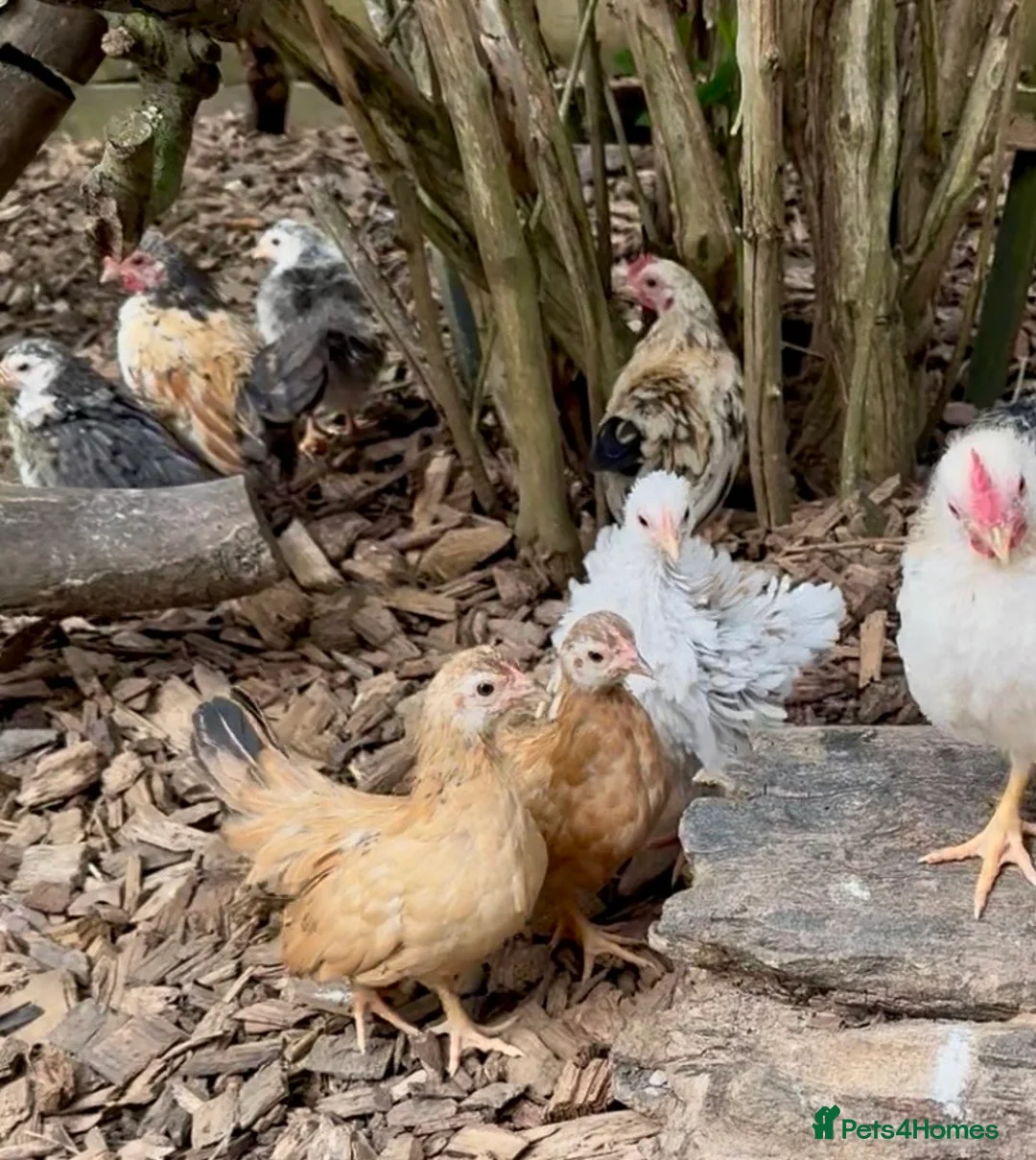 Chickens poultry for sale: Serama pairs & trios - Advert 5