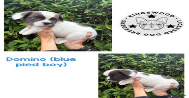 French Bulldog dogs - Advert 4