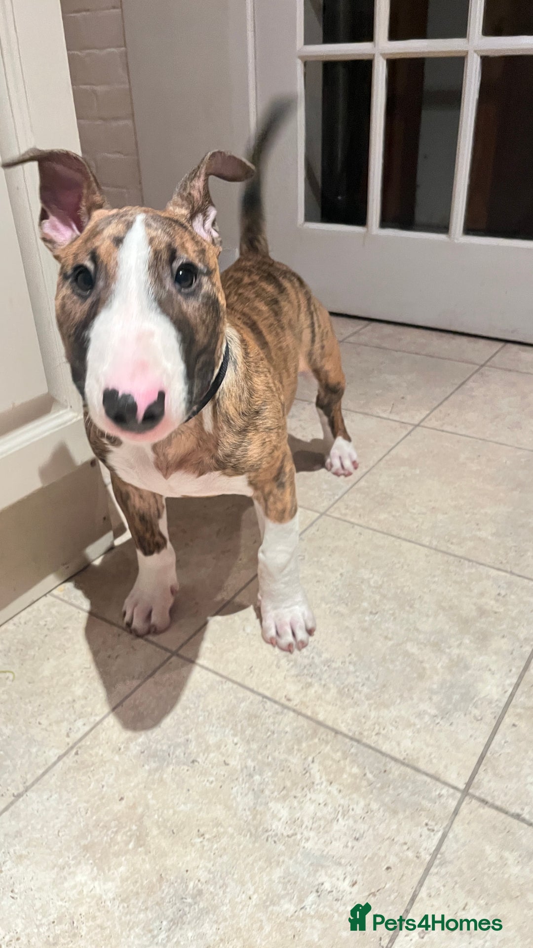 English Bull Terrier dogs for sale: English Bull Terrier male puppy  - Advert 3