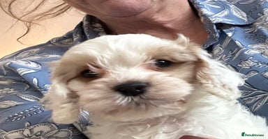 Cockapoo dogs BEAUTIFUL HEALTH CLEAR F1 COCKAPOOS - Advert 10