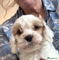 Cockapoo dogs BEAUTIFUL HEALTH CLEAR F1 COCKAPOOS - Advert 10