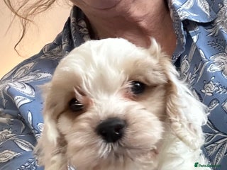 Cockapoo dogs BEAUTIFUL HEALTH CLEAR F1 COCKAPOOS - Advert 3