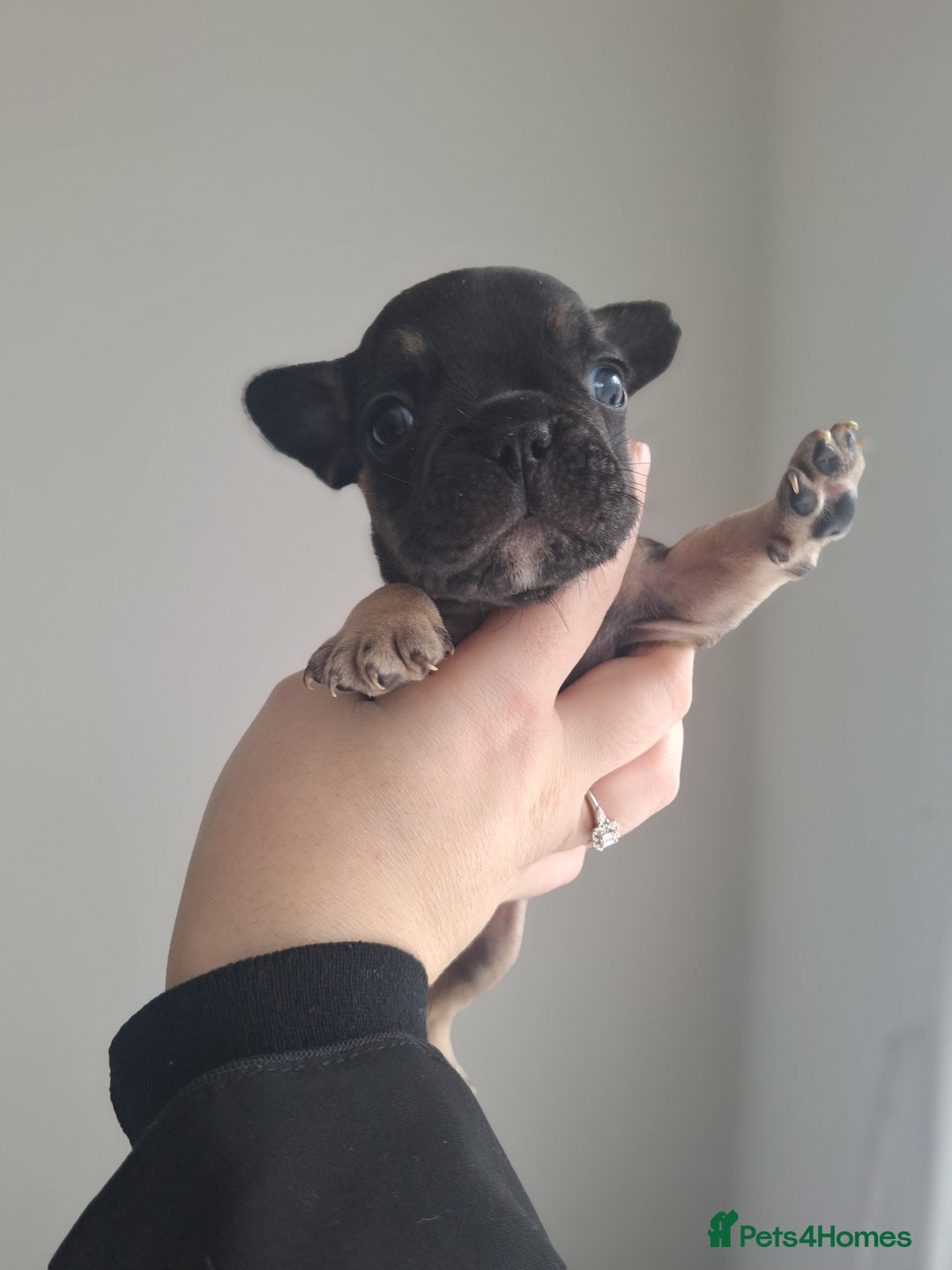 French Bulldog dogs for sale: French bulldog babies  - Advert 9