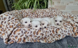 Mixed Breed dogs for sale: Stunning Havachons - Image 4