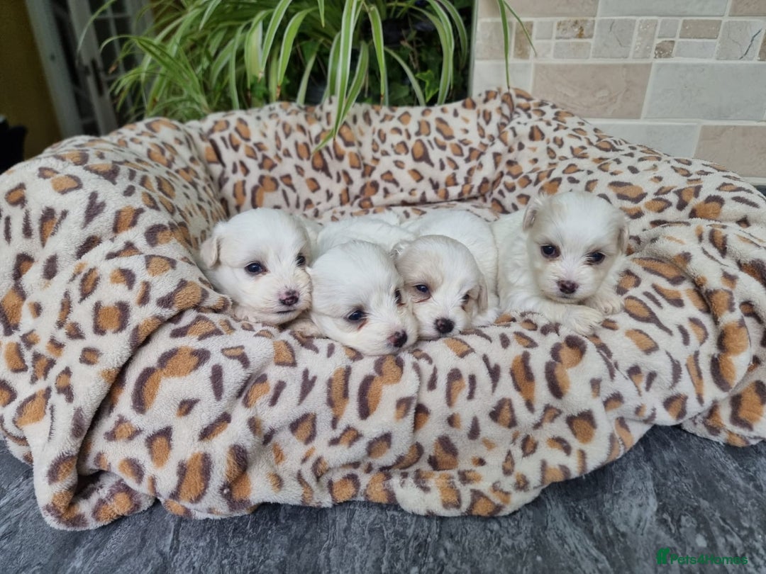 Mixed Breed dogs for sale: Stunning Havachons - Image 4