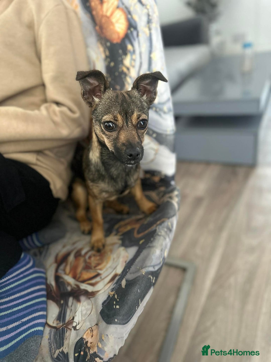 Mixed Breed dogs for sale: Female  - Advert 2