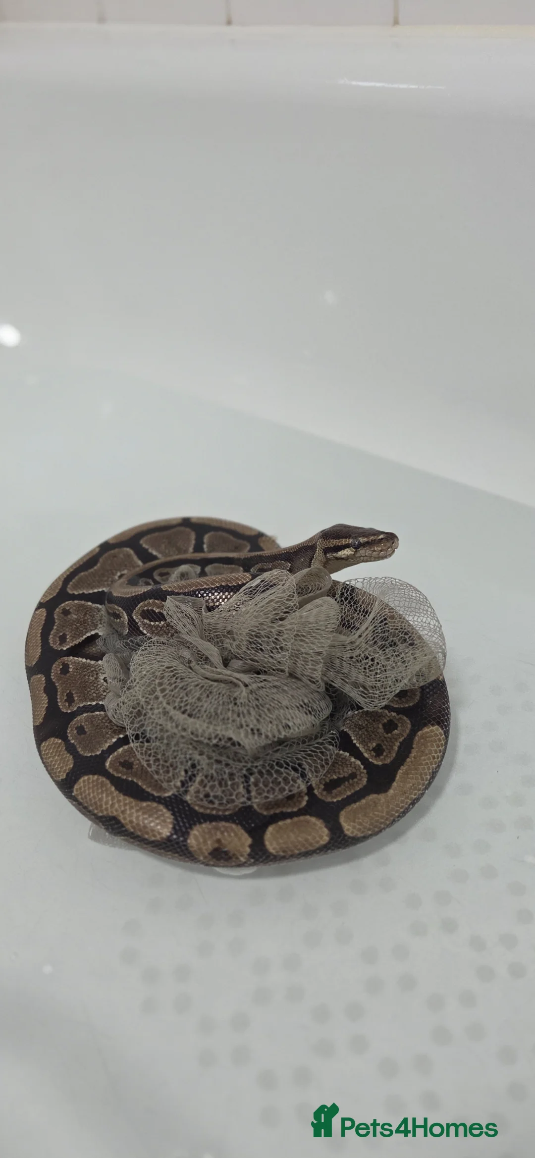 Python Snake reptiles for sale: Royal python  in Stoke-on-Trent - Advert 1