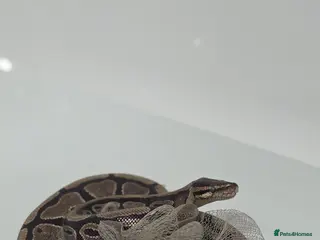 Python Snake reptiles Royal python - Advert 1