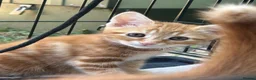 Domestic Shorthair cats for sale: Two stunning ginger kittens for sale.  in Basingstoke - Advert 13