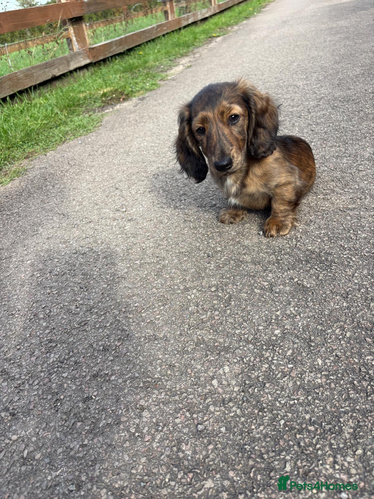 Miniature Dachshund dogs KC Reg, Champion Bloodline, Female Mini Dachshund - Advert 1