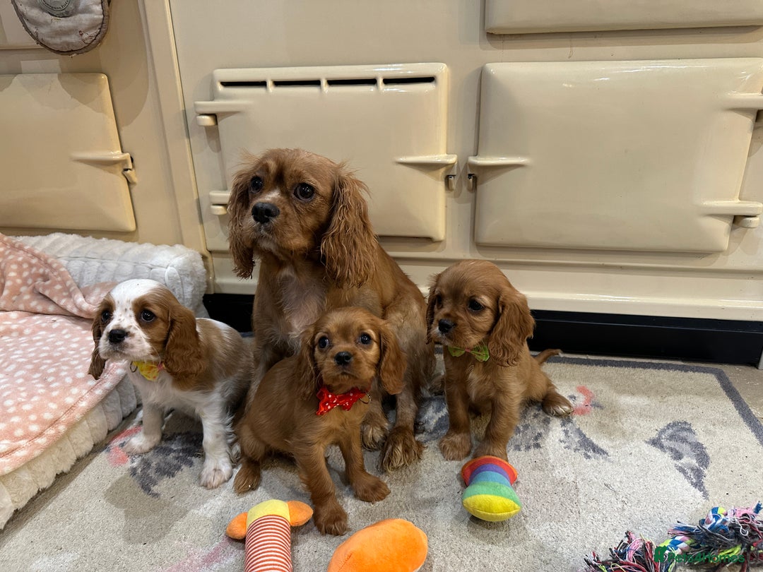 Cavalier King Charles Spaniel dogs for sale: Cavalier King Charles Spaniel Puppies - Advert 11
