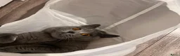 British Shorthair cats for sale: Adorable British Shorthair Kittens 🐾 - Advert 7