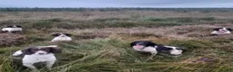 English Springer Spaniel dogs for sale: Outstanding springer spaniel pups  - Advert 1
