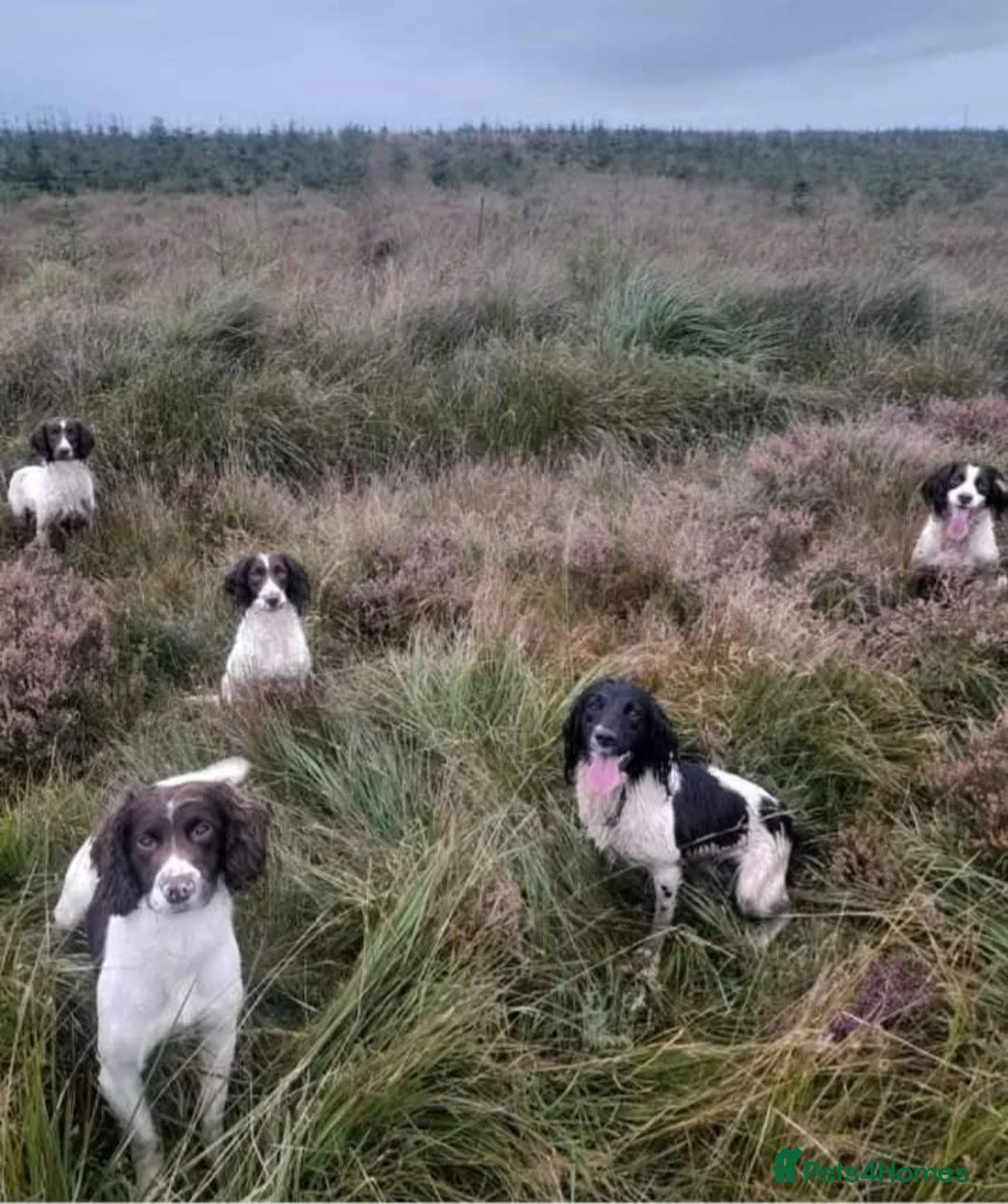 English Springer Spaniel dogs for sale: Outstanding springer spaniel pups  - Advert 1