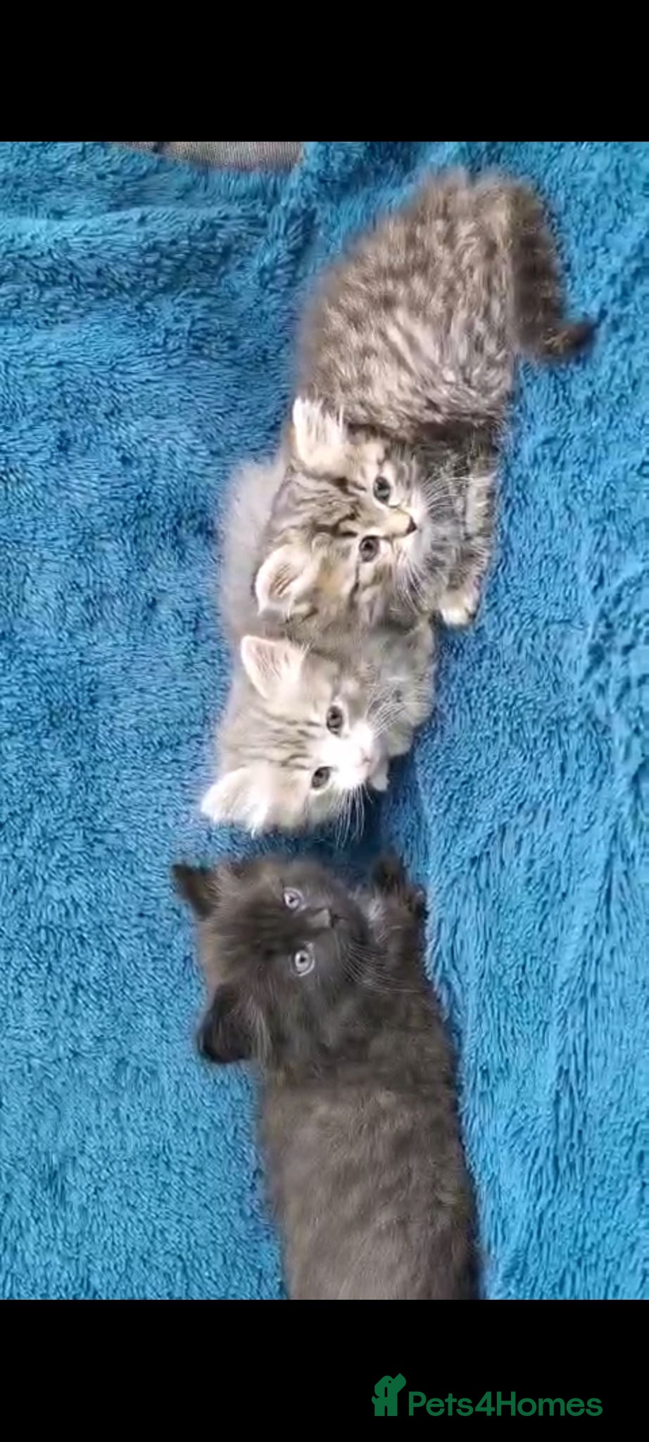 Siberian cats Registered Siberian Kittens  - Advert 2