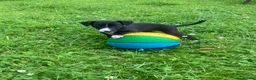 Whippet dogs for sale: 6 STUNNING WHIPPET PUPPIES - Advert 17