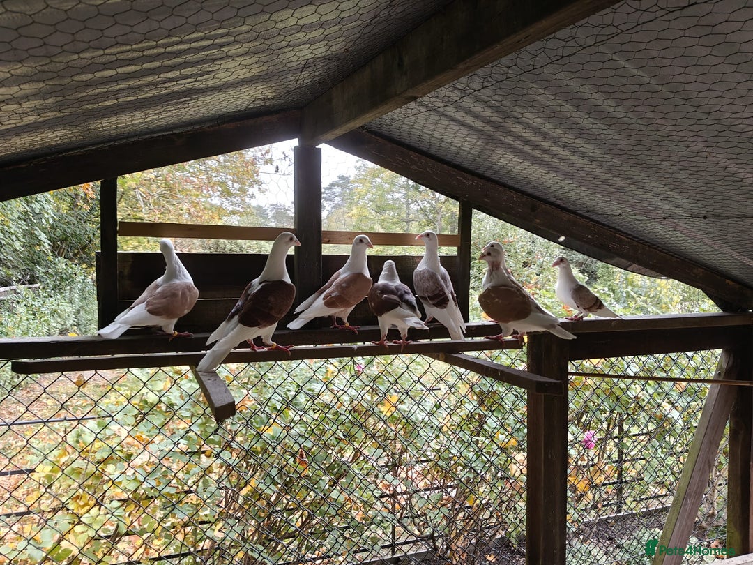 Pigeons birds for sale: sadleback hommers for sale - Advert 8