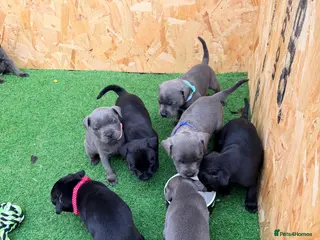 Staffordshire Bull Terrier dogs Champion Staffordshire Bull Terrier Puppies - Advert 4