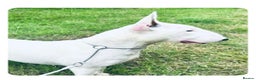 English Bull Terrier dogs for sale: Female Bull Terrier 2 years  - Advert 1