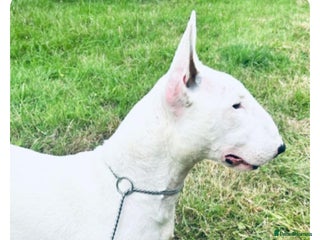 English Bull Terrier dogs Female Bull Terrier 2 years - Advert 12
