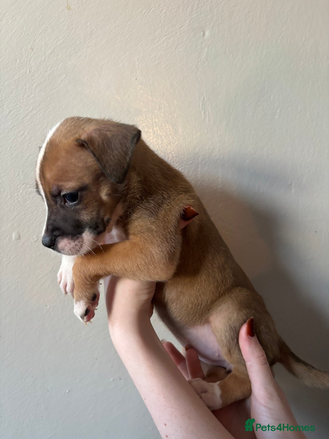 Mixed Breed dogs for sale: BEAUTIFUL BULL HERDERS (American Bulldog X Mali) - Image 10