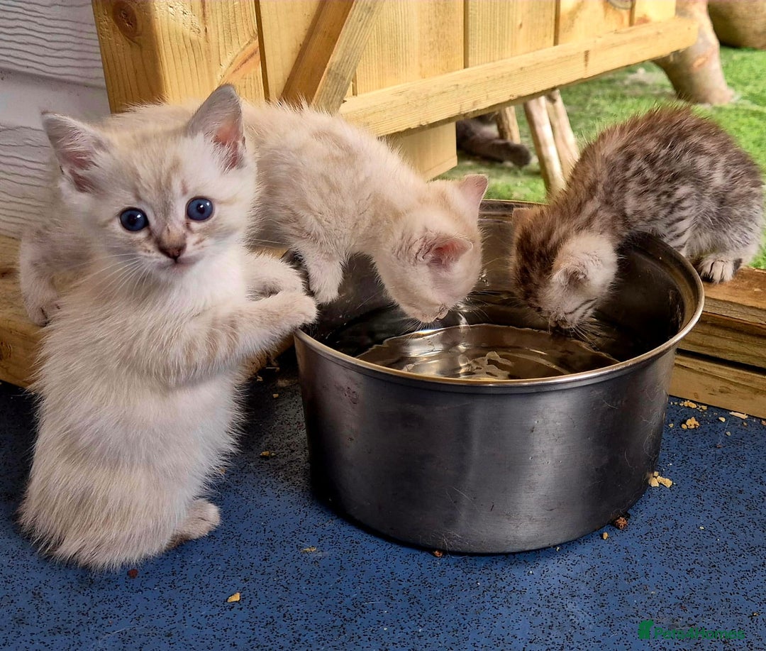 Mixed Breed cats for sale: Bengal x british short hair - Image 2