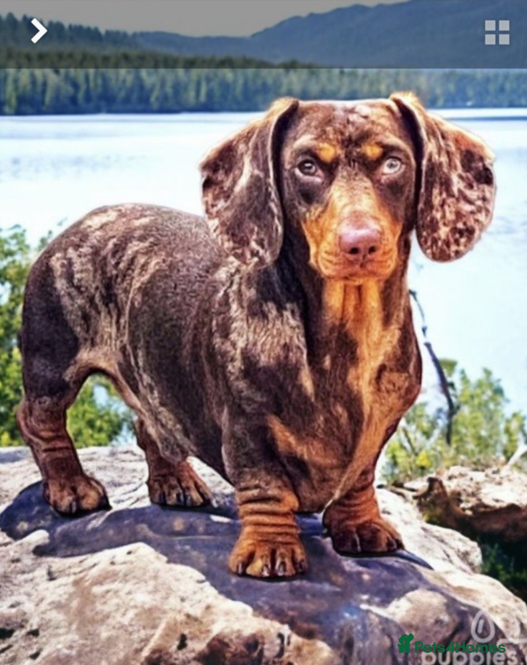 Dachshund dogs for sale: Ready to leave  - Advert 8