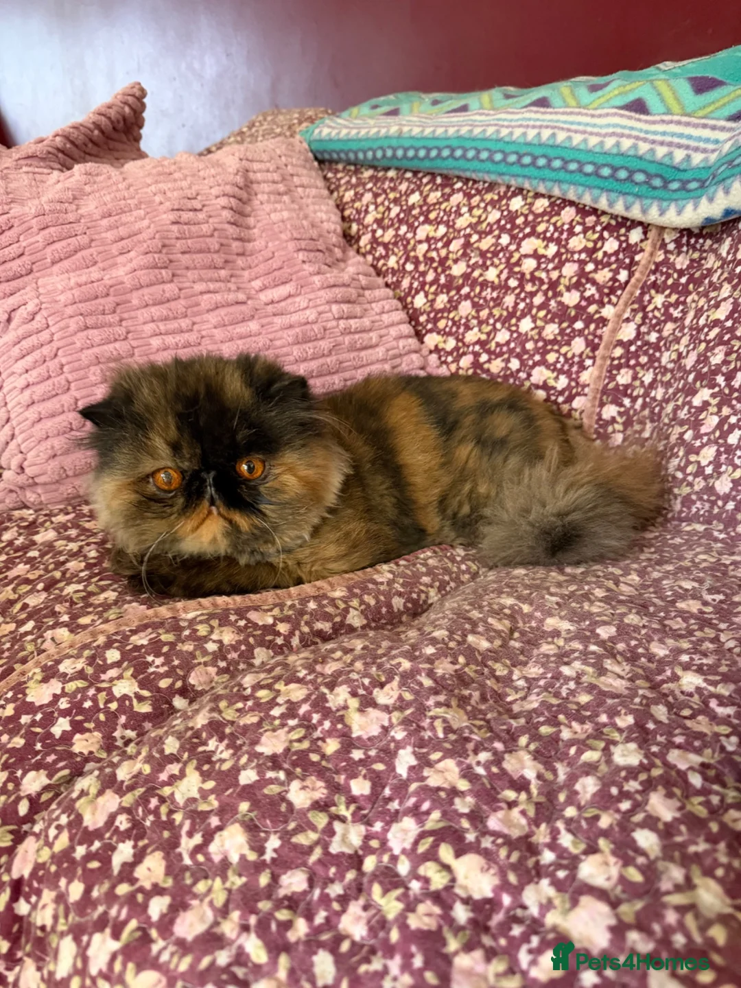 Persian cats for sale: Pretty Tortie Girl - Advert 2