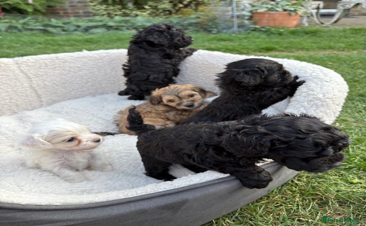 Maltipoo dogs - Advert 14