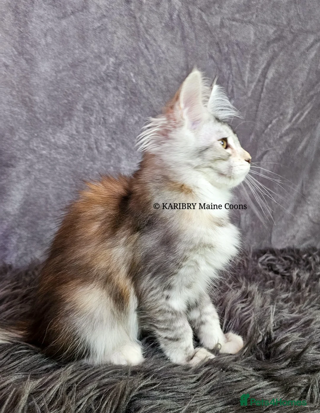 Maine Coon cats for sale: ACTIVE TICA Registered Shaded & Shaded lines - Advert 40