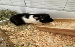 Guinea Pig rodents for sale: 2 male bonded guinea pigs and all accessories  - Image 4