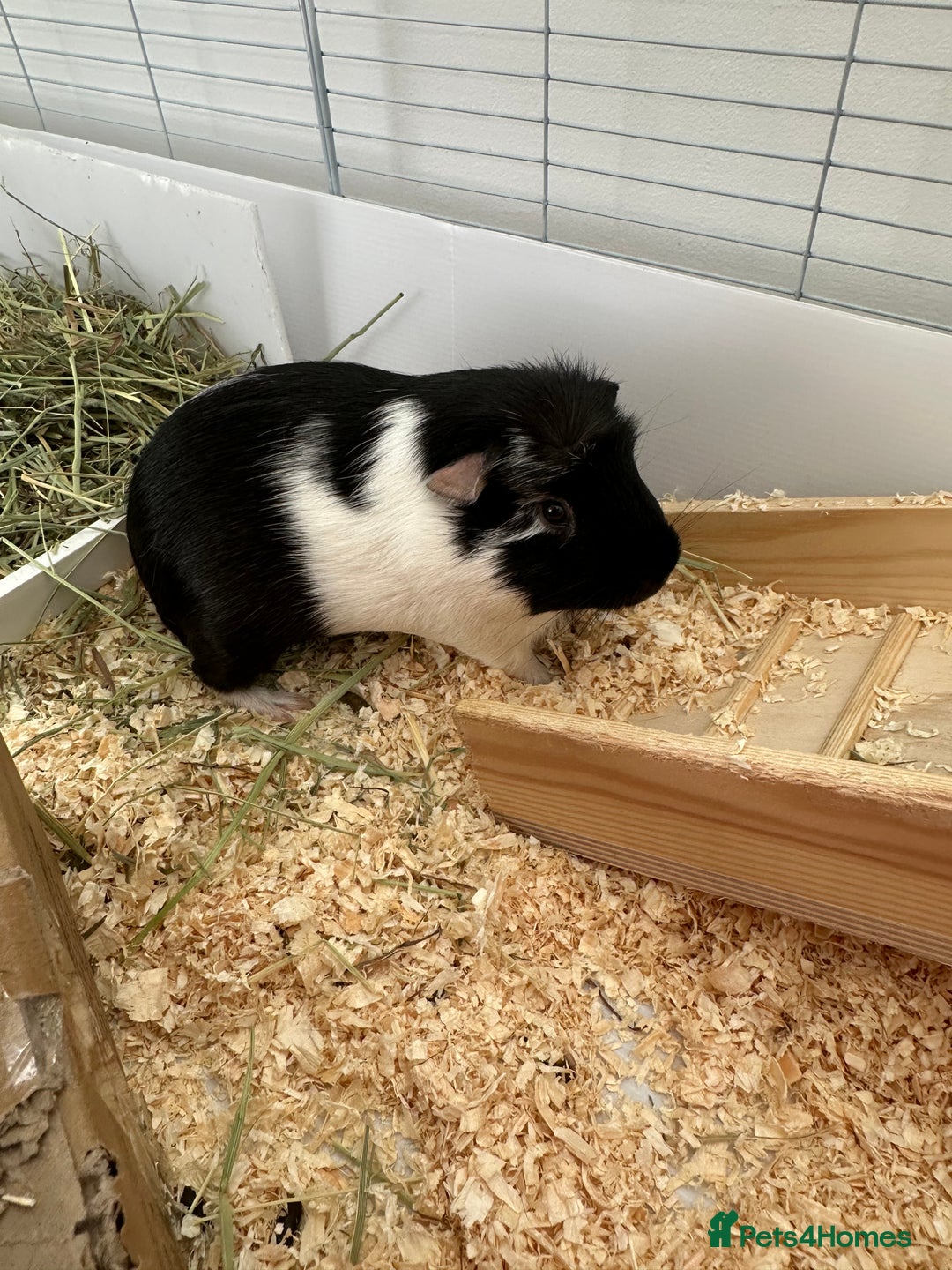 Guinea Pig rodents for sale: 2 male bonded guinea pigs and all accessories  - Image 4