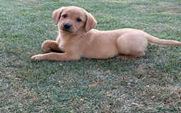 Labrador Retriever dogs for sale: 🧡 Fabulous Red & Yellow KC reg Puppies  - Image 12